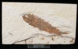 Bargain Knightia Fossil Fish - Wyoming #15629-1